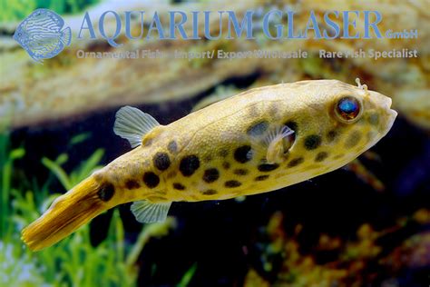 Tetraodon schoutedeni - Aquarium Glaser GmbH