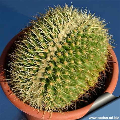 Echinocactus grusonii forma cristata