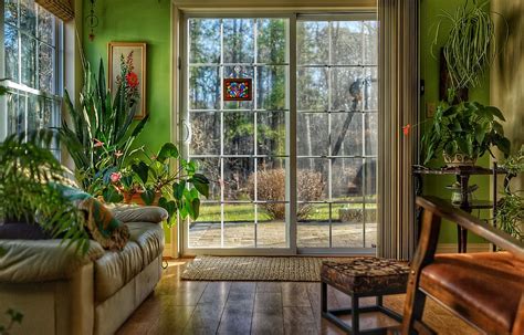 HD wallpaper: green-leafed plant in home, sun room, spring, tree, home ...