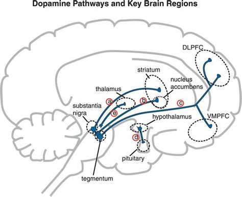 Psychosis and schizophrenia | Basicmedical Key