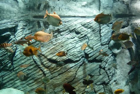 Aquarium | Aquarium at Parque Explora, Medellín | Paula Funnell | Flickr