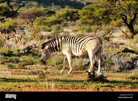 Quagga, Equus quagga quagga. Example of animals in 'breeding back ...