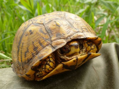 Eastern Box Turtle - Hotline for Wildlife