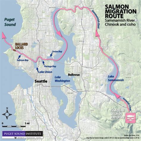 Salmon live in a topsy-turvy world upstream of the Ballard Locks | Encyclopedia of Puget Sound