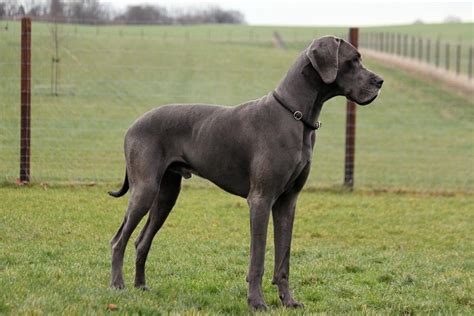 What Do Great Danes Look Like? A guide from nose to tail!