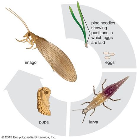 Brown lacewing | insect | Britannica