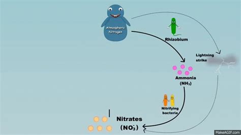 Nitrogen Cycle Animation Video