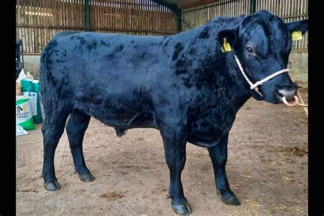 1 Pedigree Aberdeen Angus Breeding Bull, Young Bull | SellMyLivestock - The Online Livestock ...