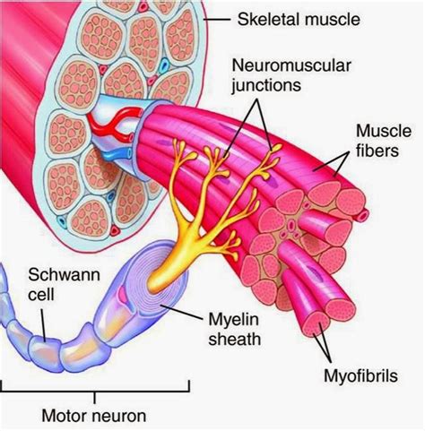 What is a Motor unit? « physio care