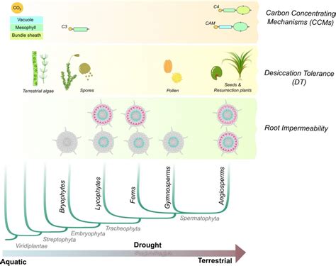 Convergent Evolution Plants