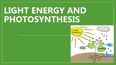 Light energy and Photosynthesis - ppt download