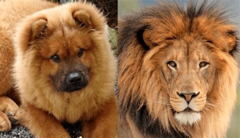 Seven Dogs That Look Like Lions - PetHelpful