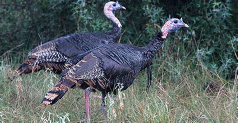 'Super stocking' program seeks to boost eastern turkey ranks in East Texas