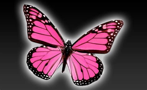 🔥 Download Wallpaper Pink Butterflies Adult T Shirt Types Of by @gperez51 | Pink and Black ...