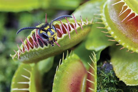 Venus flytrap can count prey’s steps to dissolve them alive | New Scientist