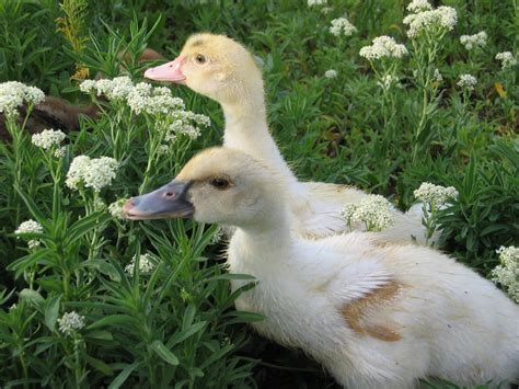 Muscovy Duck Homestead: Attack of the Muscovy Ducklings!