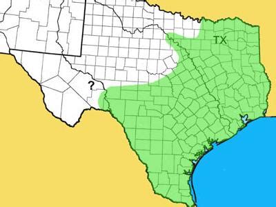 Texas Coral Snake Facts and Pictures