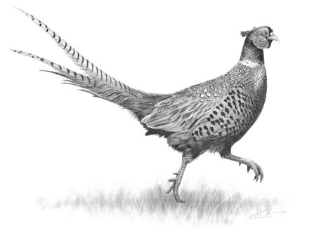 Strutting Pheasant | British wildlife, Hunting art, Animal drawings