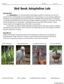 Bird Beak Adaptation Lab Experiment by Kimberly Frazier | TpT