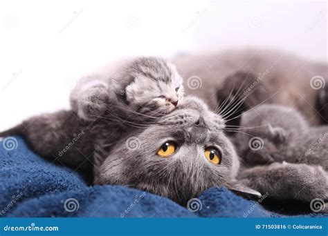 Cat Hugging Her Small Babies Stock Photo - Image of kids, cosy: 71503816