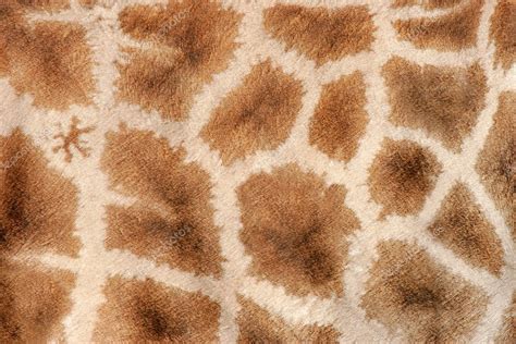 Giraffe skin — Stock Photo © EcoPic #4563284