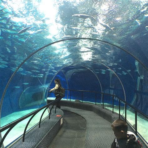 SHANGHAI OCEAN AQUARIUM - 2022 What to Know BEFORE You Go