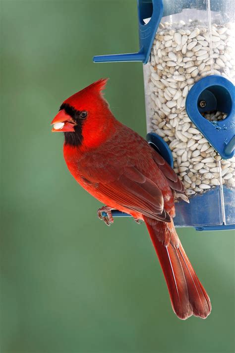 3 Types of Seeds and Feeders Birds Love Best - Birds and Blooms