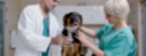 How To Become A Veterinary Assistant - Veterinarian Training EDU