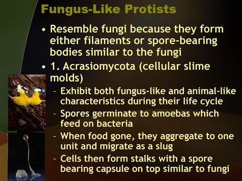 Classification of Protista & Fungi - ppt download