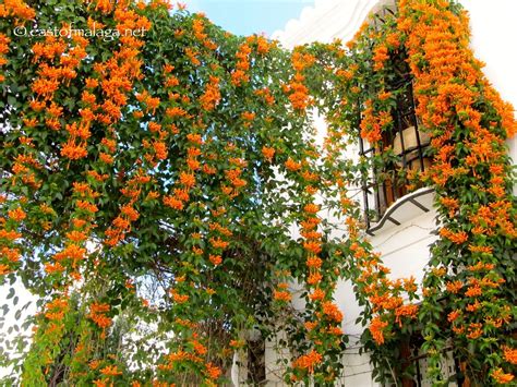 Orange Trumpet Vine - Pyrostegia venusta Hoop 200mm