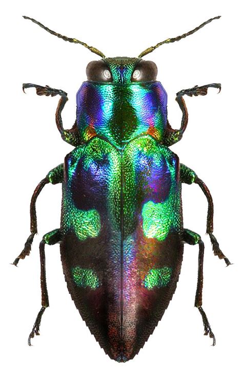 Image result for colorful beetle | Weird insects, Beetle insect, Bugs ...