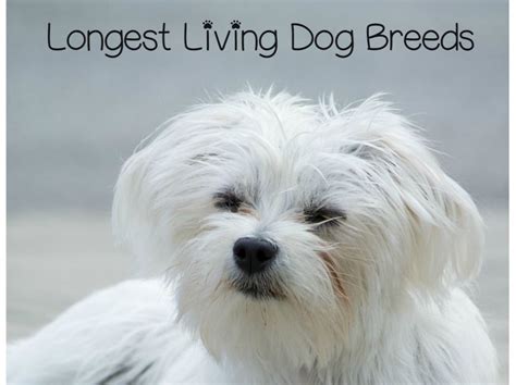 Looking for the top longest living dog breeds? Check out 13 breeds that ...