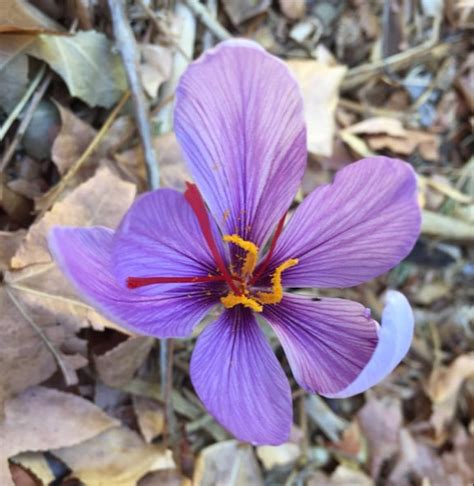 Saffron Crocus - The Daily Garden