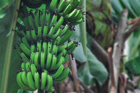 Plantain Trees: Care and Growing Guide