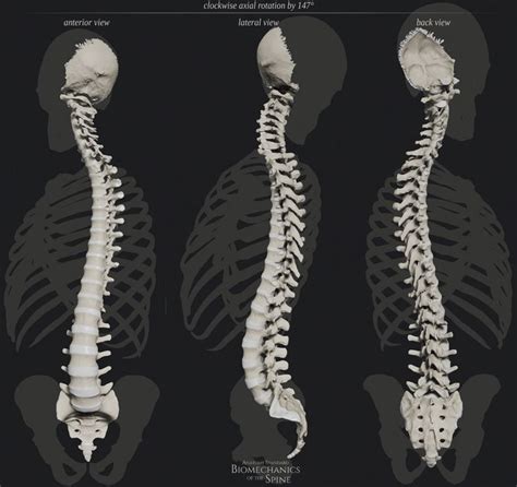 The axial rotation of the spine