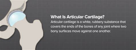 Function Of Articular Cartilage In Long Bone - slidesharetrick