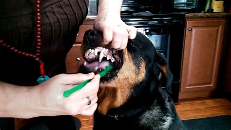 Brushing Rottweilers Teeth - YouTube