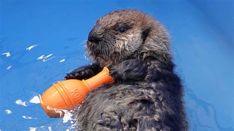 Baby Sea Otter Joey Learning to Swim | Sea otter, Otters, Baby sea otters