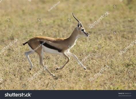 Thompsons Gazelle Running Eudorcas Thomsonii Tanzanias Stock Photo ...