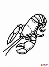 Lobster Coloring Pages  Free Printable PDF JPG PNG & Online sketch template