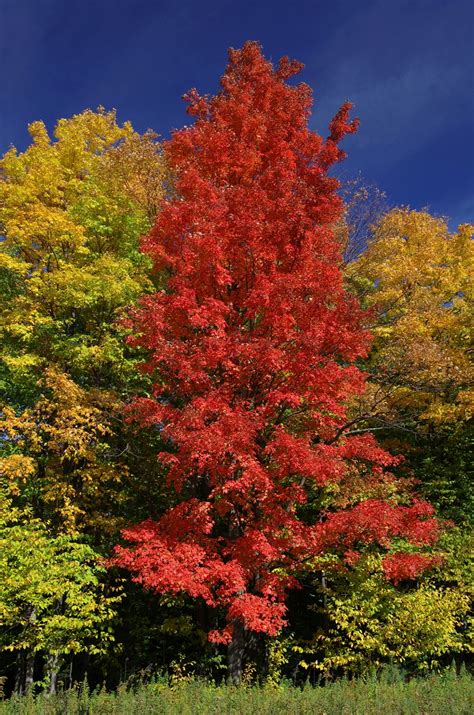 Autumn's Colourful Display - Why do tree leaves change in the fall? - Maple Leaves Forever