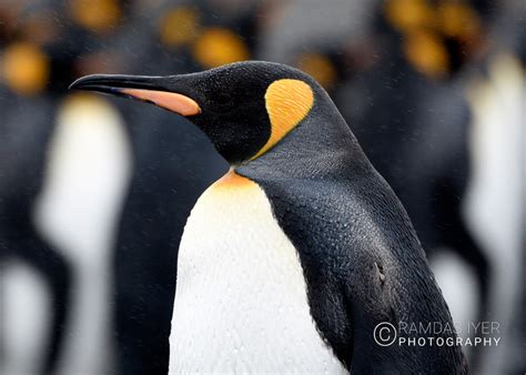 South Georgia Wildlife – Ramdas Iyer Photography