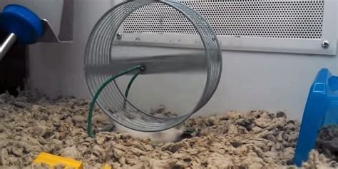 This Hamster Has A Novel Way Of Using His Wheel | HuffPost UK