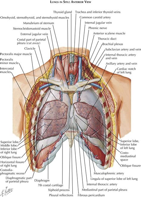 Thoracic Duct Netter