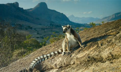 Morgan Freeman Lends Voice to 'Island of Lemurs: Madagascar' - 4 Photos - Front Row Features