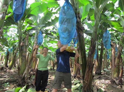 EcoClassroom LI Educators: Banana Plantation Pictures