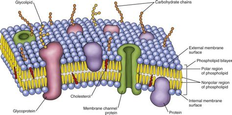 Phospholipid Bilayer | Introduction, Structure and Functions | Biochemistry notes, Biology notes ...