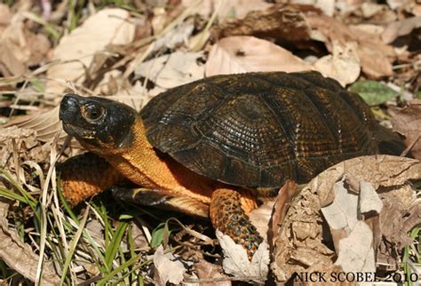 The Herping Michigan Blog: Wood Turtles