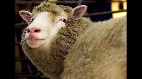 Scientists Create First Human-Sheep Hybrids - YouTube