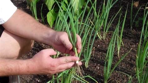 When to Harvest Green Onion - YouTube